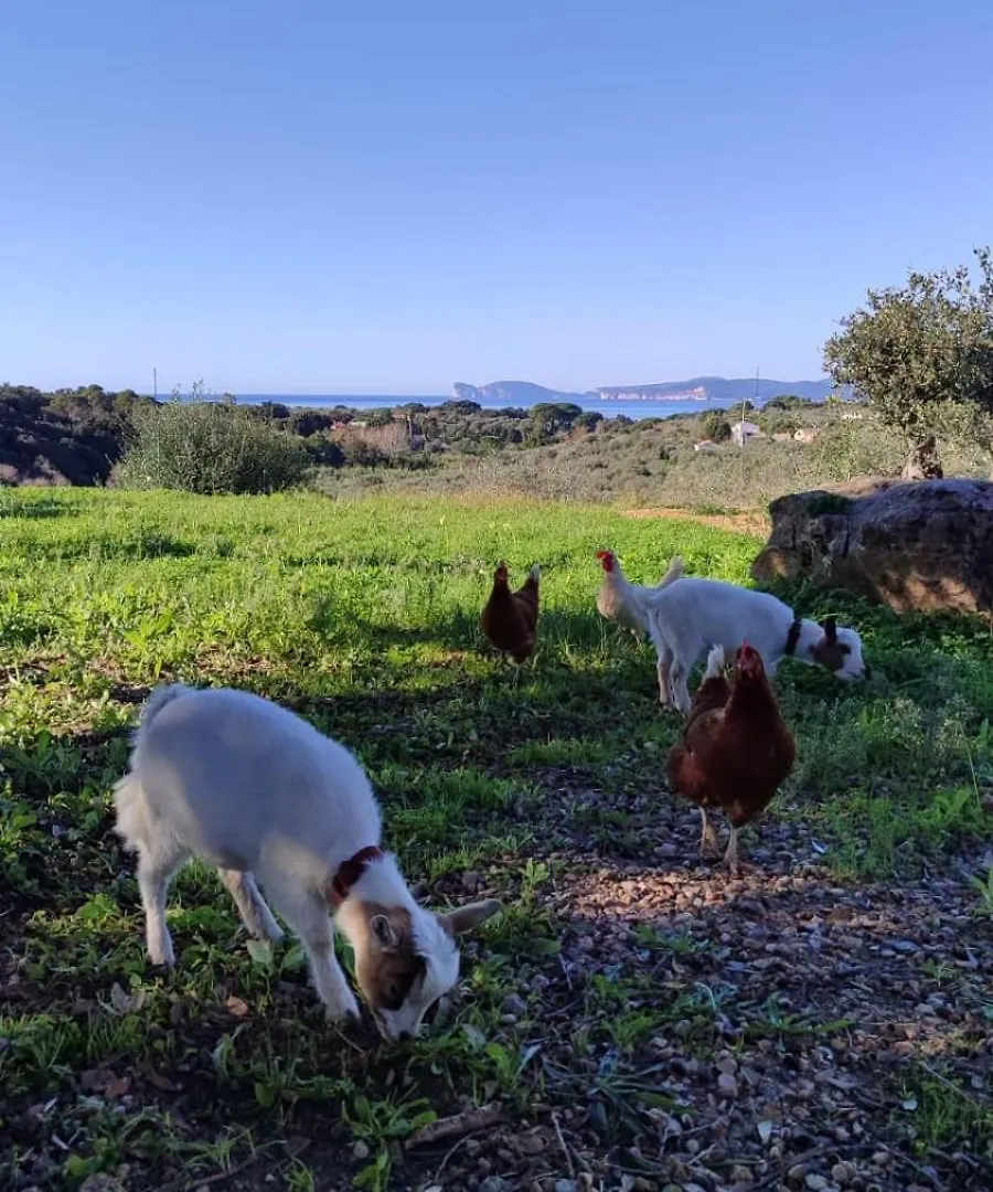 Villa Boeddu, Relax Tra Mare E Campagna Alghero 0*,  Olaszország
